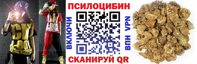 как найти закладки  Нерчинск  Псилоцибиновые грибы Psilocybine cubensis 